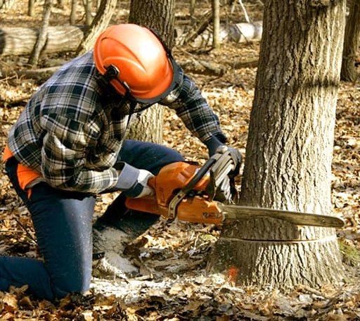 Tree Removal in Jermyn, TX